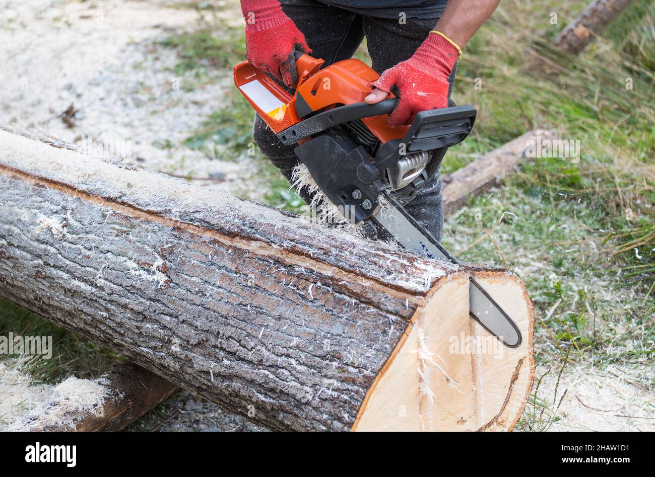 Power chainsaw in logging worker hands at cutting wood plank of felled tree trunk. Detail of lumberjack holding chain saw with guide bar in wooden log. Stock Photo