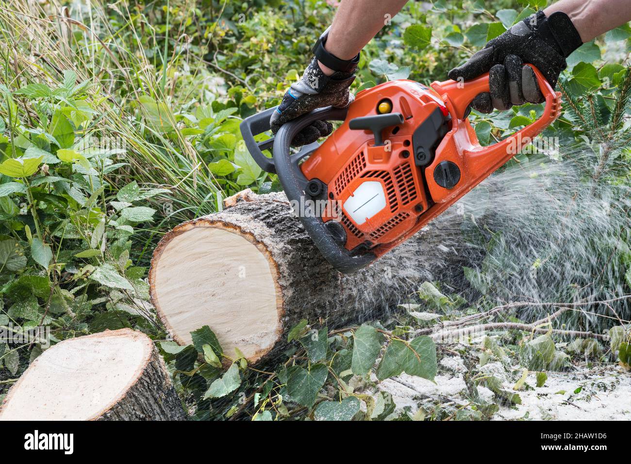Closeup of power chain saw in lumberjack hands and flying sawdust at cutting wood. Forest worker holding orange portable gasoline chainsaw in greenery. Stock Photo