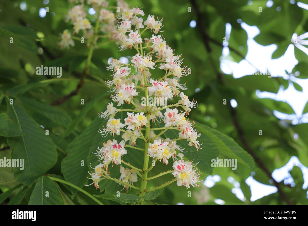 Closeup of aesculus turbinata growing in a garden with a blurry backgrou Stock Photo