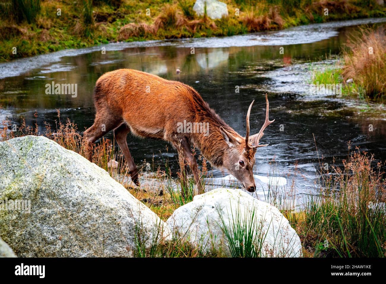 Closeup of a red stag near a pond surrounded by rocks and greenery in Glencoe, Scotland Stock Photo