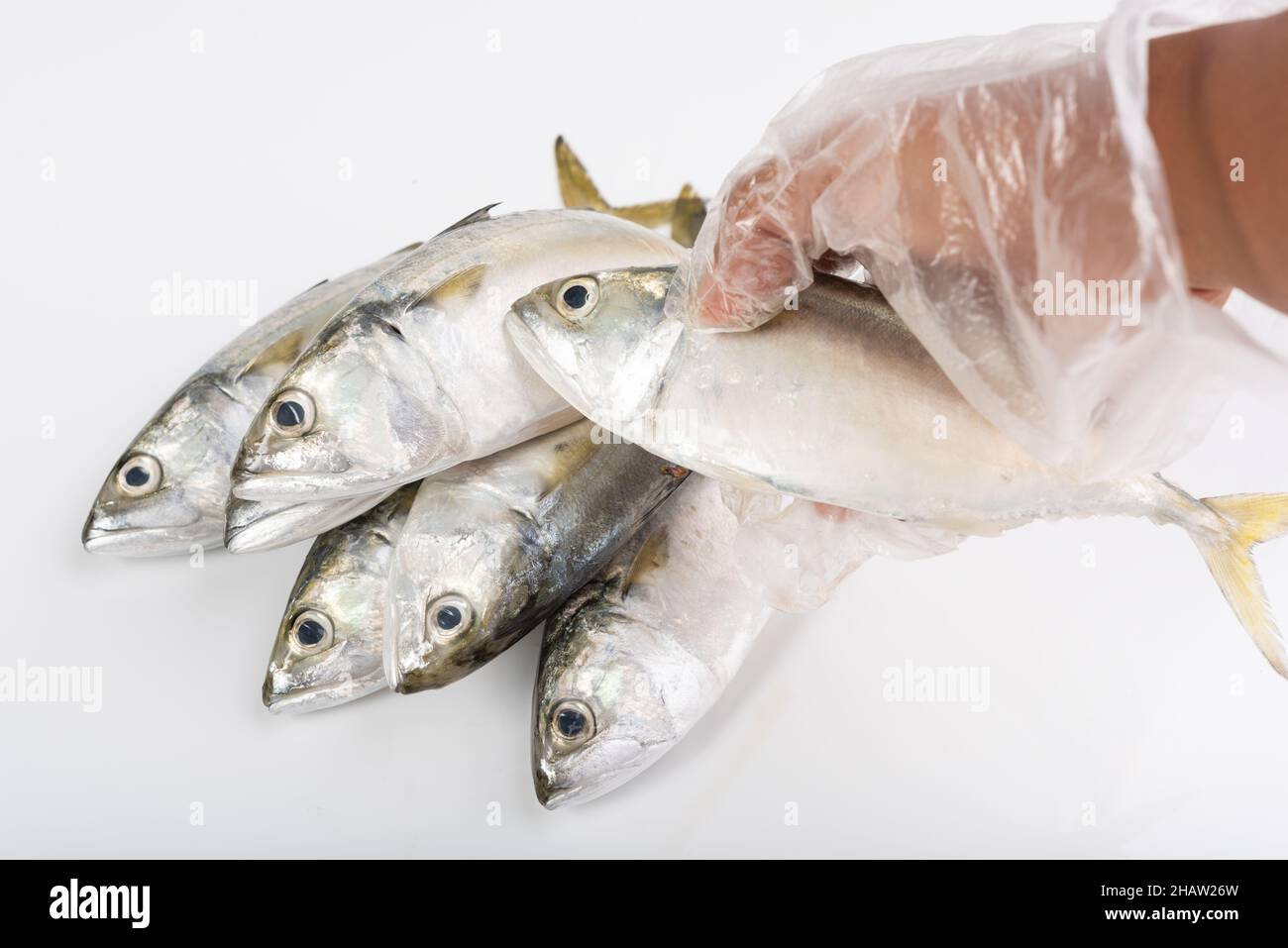 Hand in glove holding fresh Mackerel fish over white background Stock