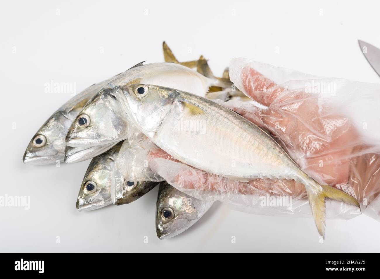 Hand in glove holding fresh Mackerel fish over white background Stock