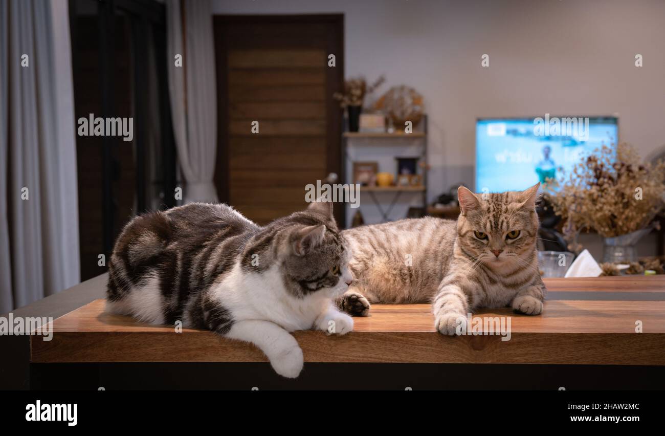 Cute tabby cat sit and relax on wooden counter in living room in night time Stock Photo