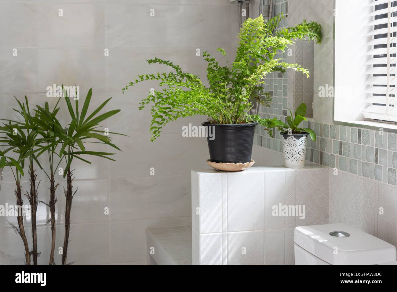 Fresh green fern plant decoration in modern restroom or bathroom Stock ...