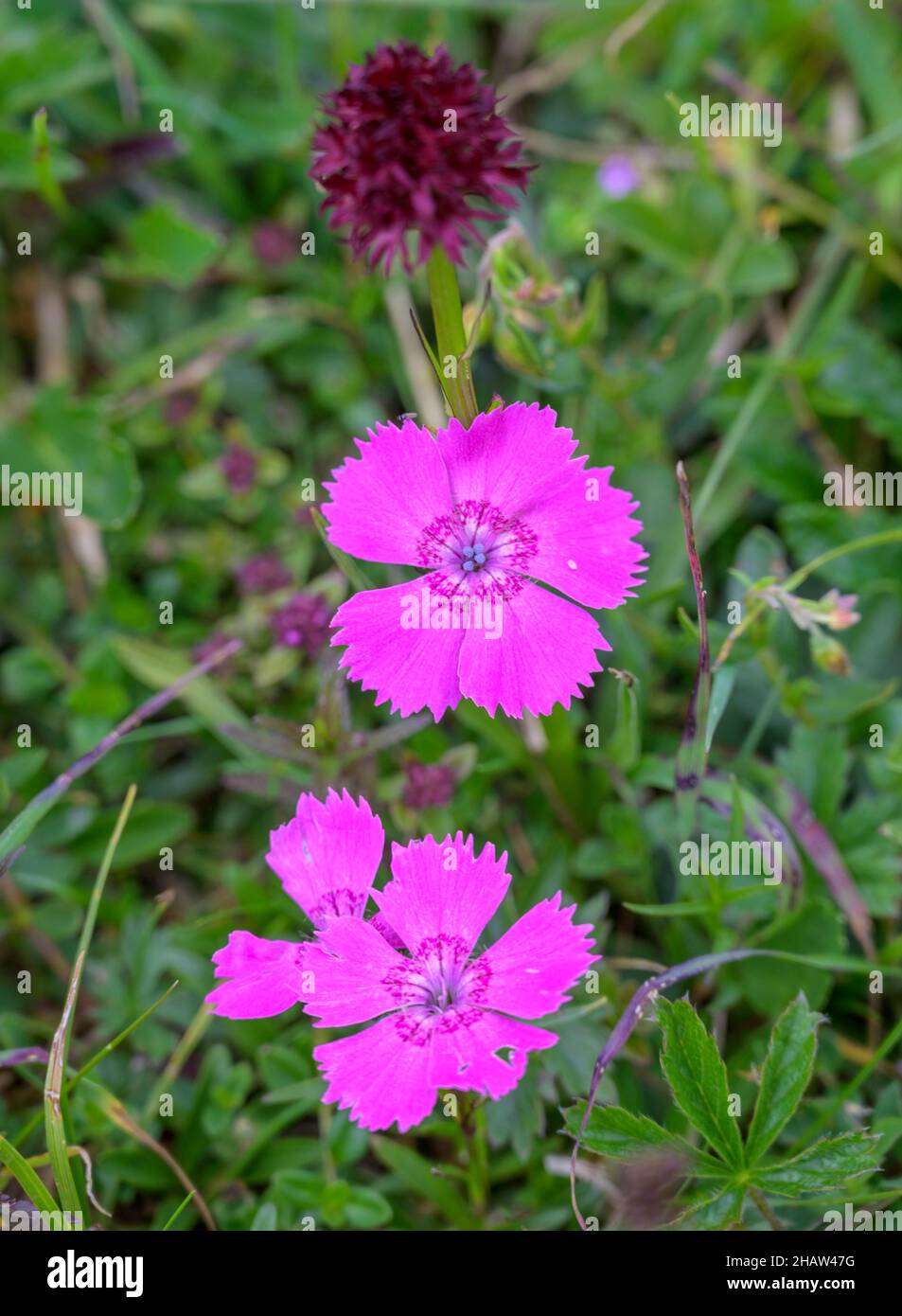 Wood pink (Dianthus sylvestris) and Austrian cabbage rose (Gymnadenia austriaca), edelweiss soil on the Trenchtling, Tragoess-Sankt Katharein Stock Photo