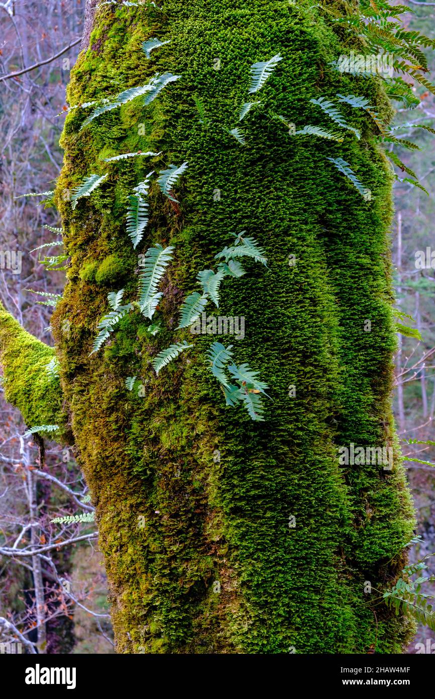 Mossy tree trunk, ferns growing on a tree in the forest, near the Rottach Falls, Rottacher Wasserfaelle, near Enterrottach, Tegernsee, Upper Bavaria Stock Photo