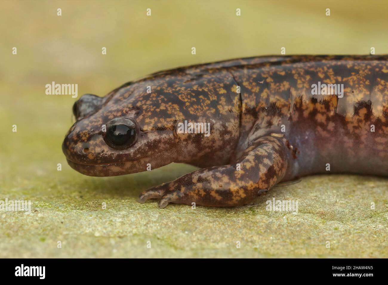 Closeup on the rare Japanese Hondo streamside salamander, Hynobius kimurae Stock Photo