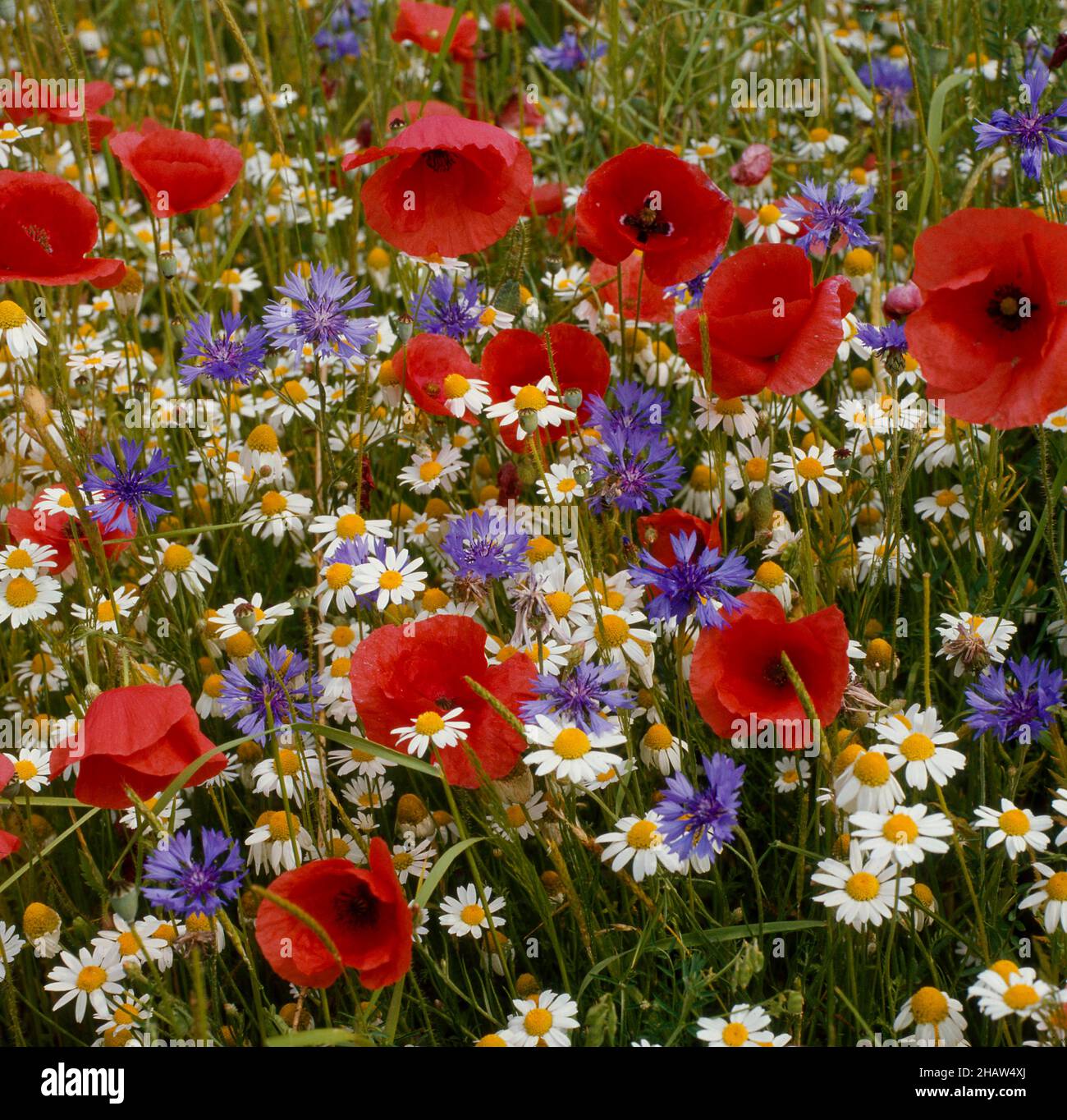 Camomile cultivation hi-res stock photography and images - Alamy