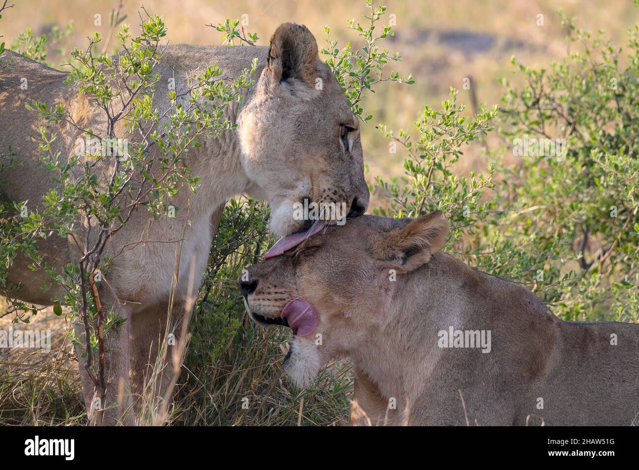 Lion (Panthera leo), lionesses grooming, Moremi Game Reserve West, Okavango Delta, Botswana Stock Photo