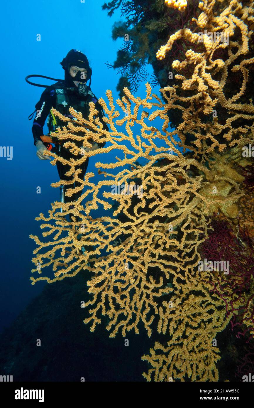 Diver looking at coral fan of False Black gold coral (Savalia savaglia), Gold Coral, Mediterranean Sea, Strait of Bonifacio, Sardinia, Italy Stock Photo