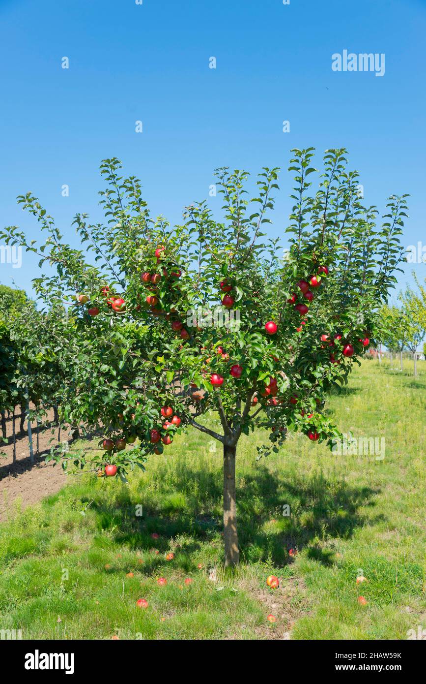 Apple tree with red apples, Bukovany, Kyjov, South Moravian Region