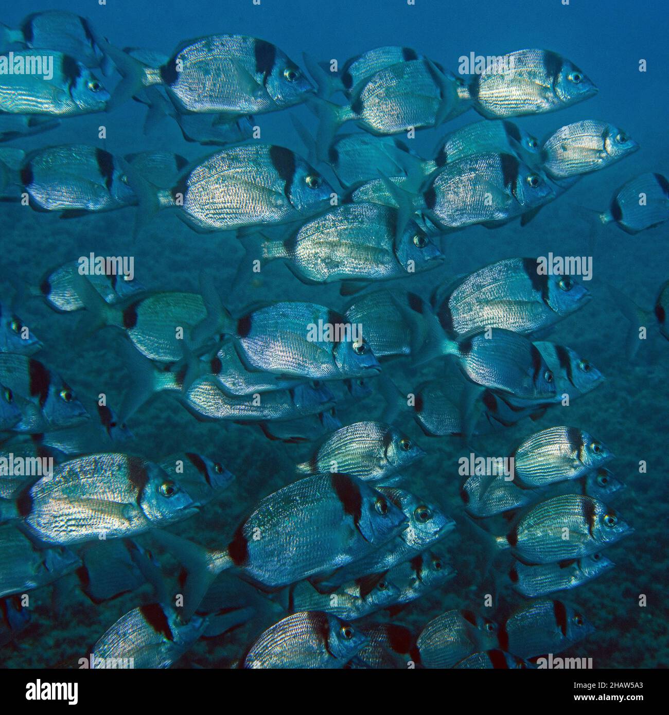Shoal Of Common Two banded Seabream Diplodus Vulgaris Mediterranean 