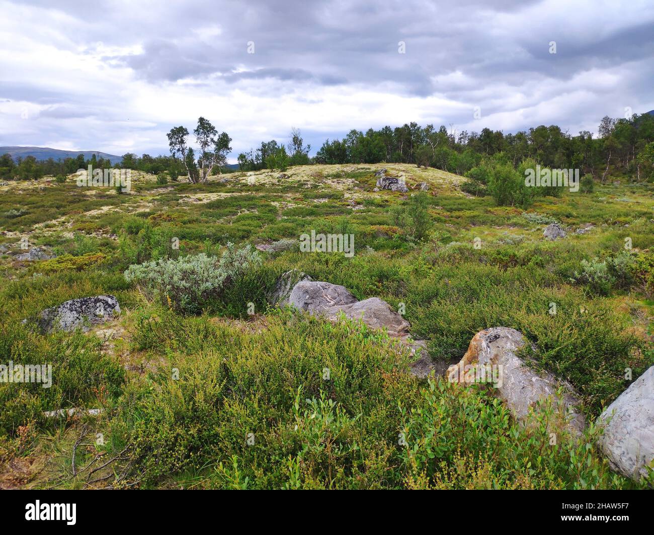 Dovrefjell National Park, Norway Stock Photo