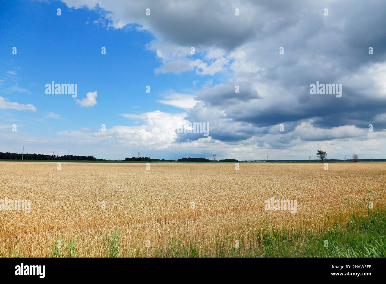 Wheatfield, farmland landscape, Province of Quebec, Canada Stock Photo