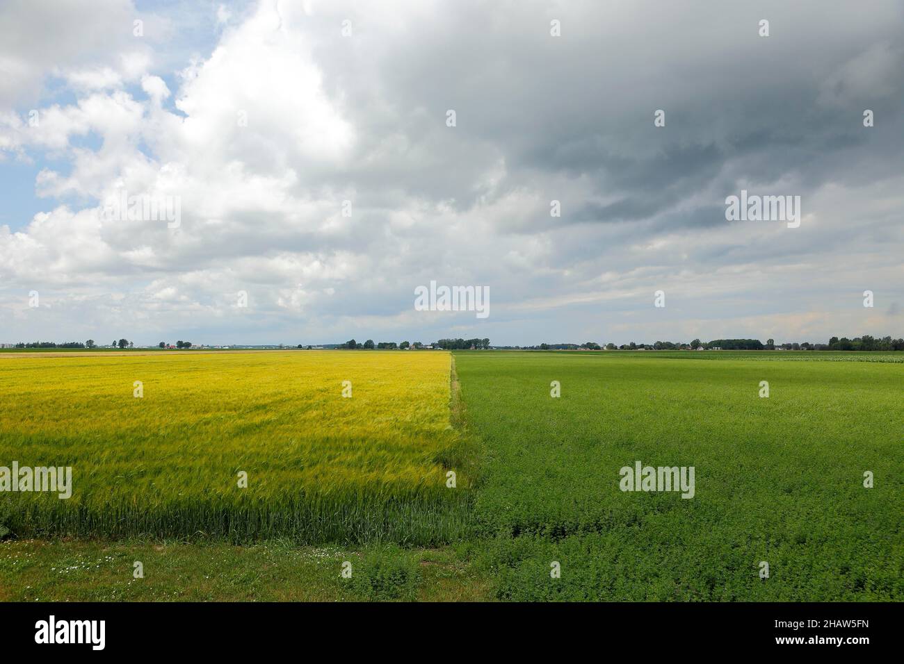 Field, farmland landscape, Province of Quebec, Canada Stock Photo