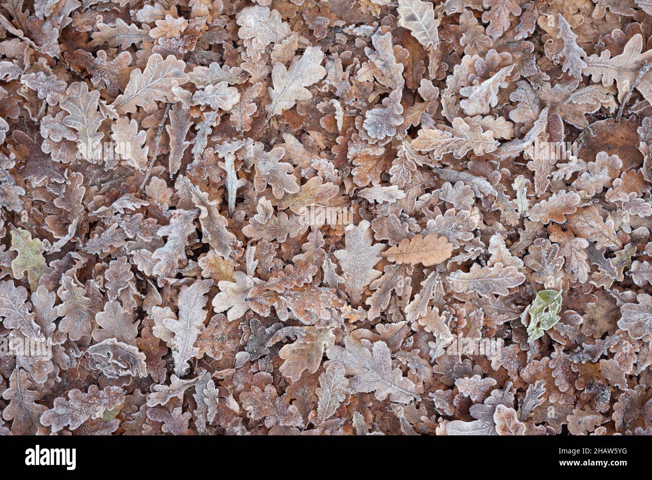 Close up frozen leaf hi-res stock photography and images - Alamy