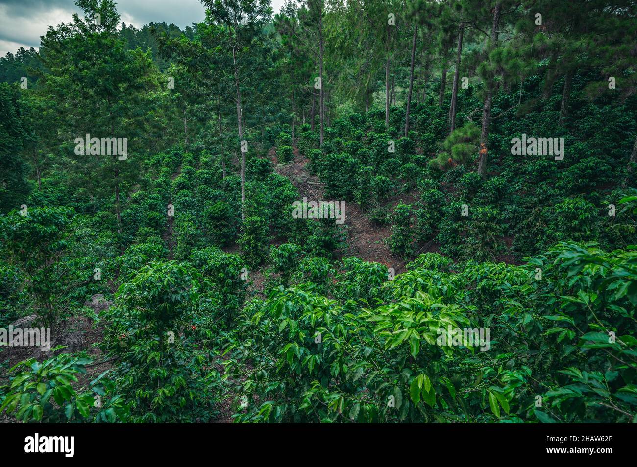 Coffee shrubs in Dominican republic with hill view. Coffee hacienda with different plants and