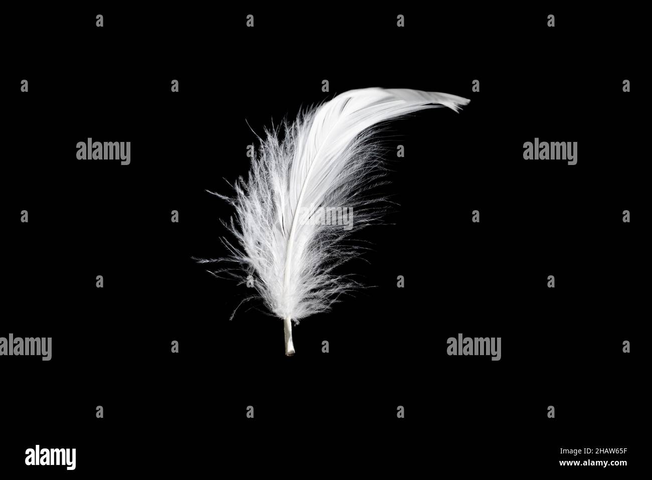White floating feather isolated on a black background. Stock Photo