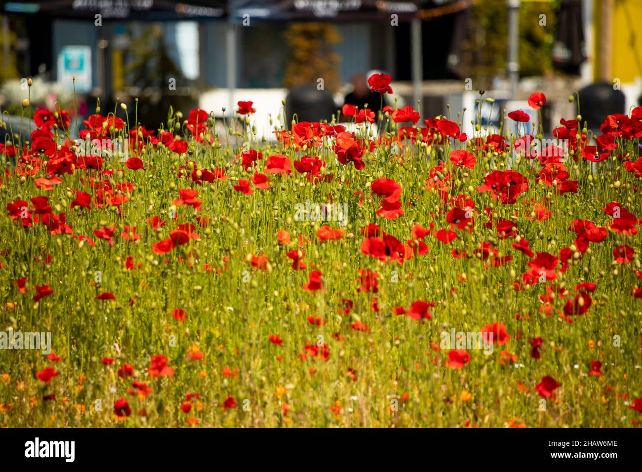 UK Northern Ireland, Co Down, Bangor, Abbey Street, poppy filled wild flower meadow roundabout Stock Photo