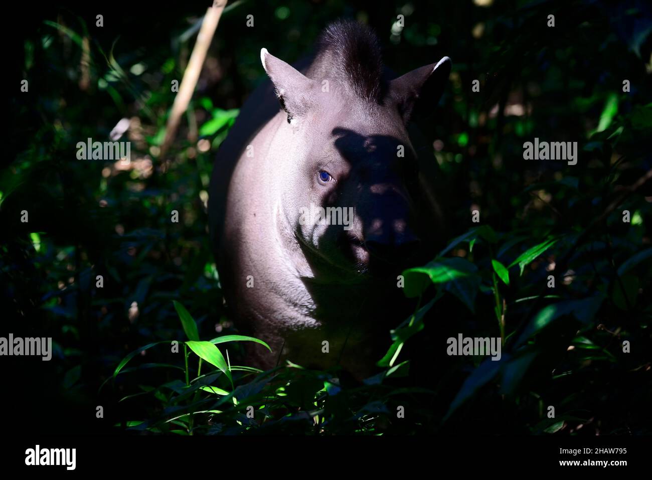 Lowland tapir (Tapirus terrestris) in the jungle, Serere Eco Reserve, near Rurrenabaque, Beni District, Bolivia Stock Photo