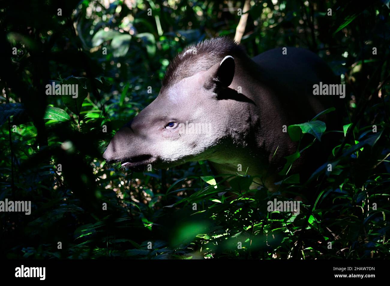 Lowland tapir (Tapirus terrestris) in the jungle, Serere Eco Reserve, near Rurrenabaque, Beni District, Bolivia Stock Photo