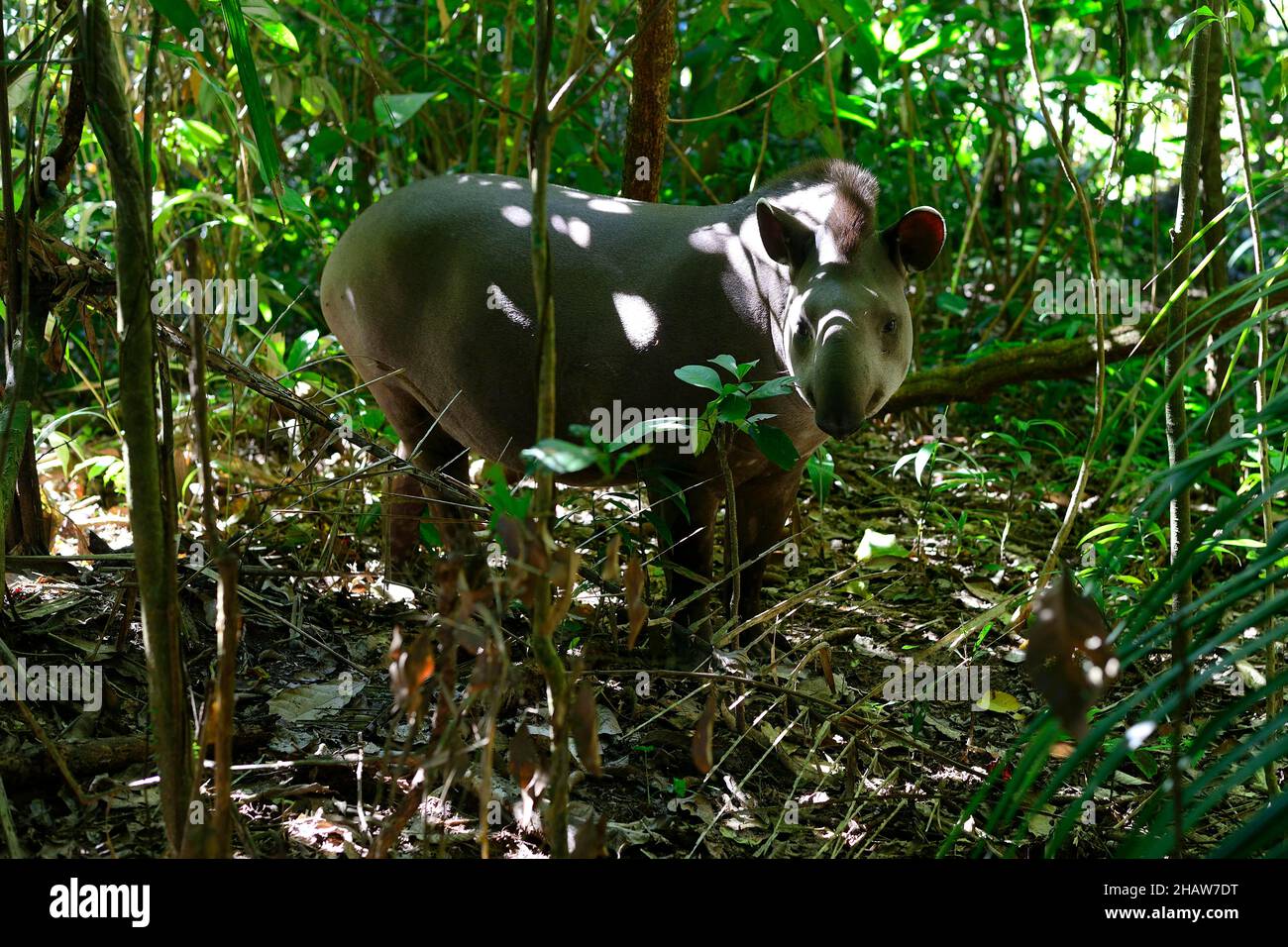 Lowland tapir (Tapirus terrestris) in the jungle, Serere Eco Reserve, near  Rurrenabaque, Beni District, Bolivia Stock Photo - Alamy