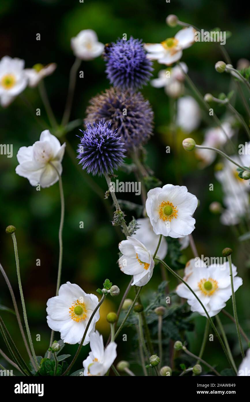 anemone hybrida honorine jobert,white,flower,flowers,echinops ritro veitch's blue, globe thistle,flower,flowers,flowerhead,blue, perennial,perennials, Stock Photo