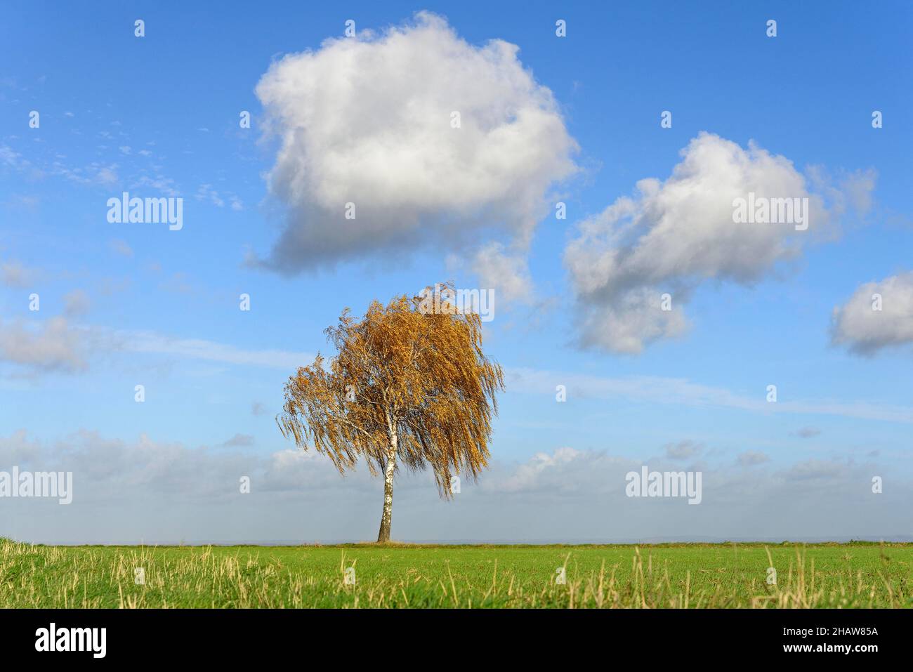 Birch (Betula), solitary tree in a field, blue sky with clouds (cumulus), North Rhine-Westphalia, Germany Stock Photo