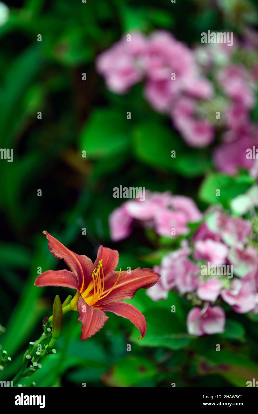 hemerocallis stafford,Day Lily,red orange flowers,orange red flower,flowering,blooming,daylilies,daylily,perennial,RM Floral Stock Photo