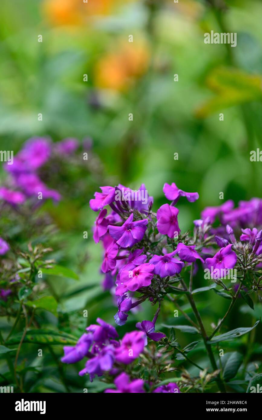Phlox paniculata,Phlox,purple flowers,perennials,perennial,flowers,copy space,RM Floral Stock Photo