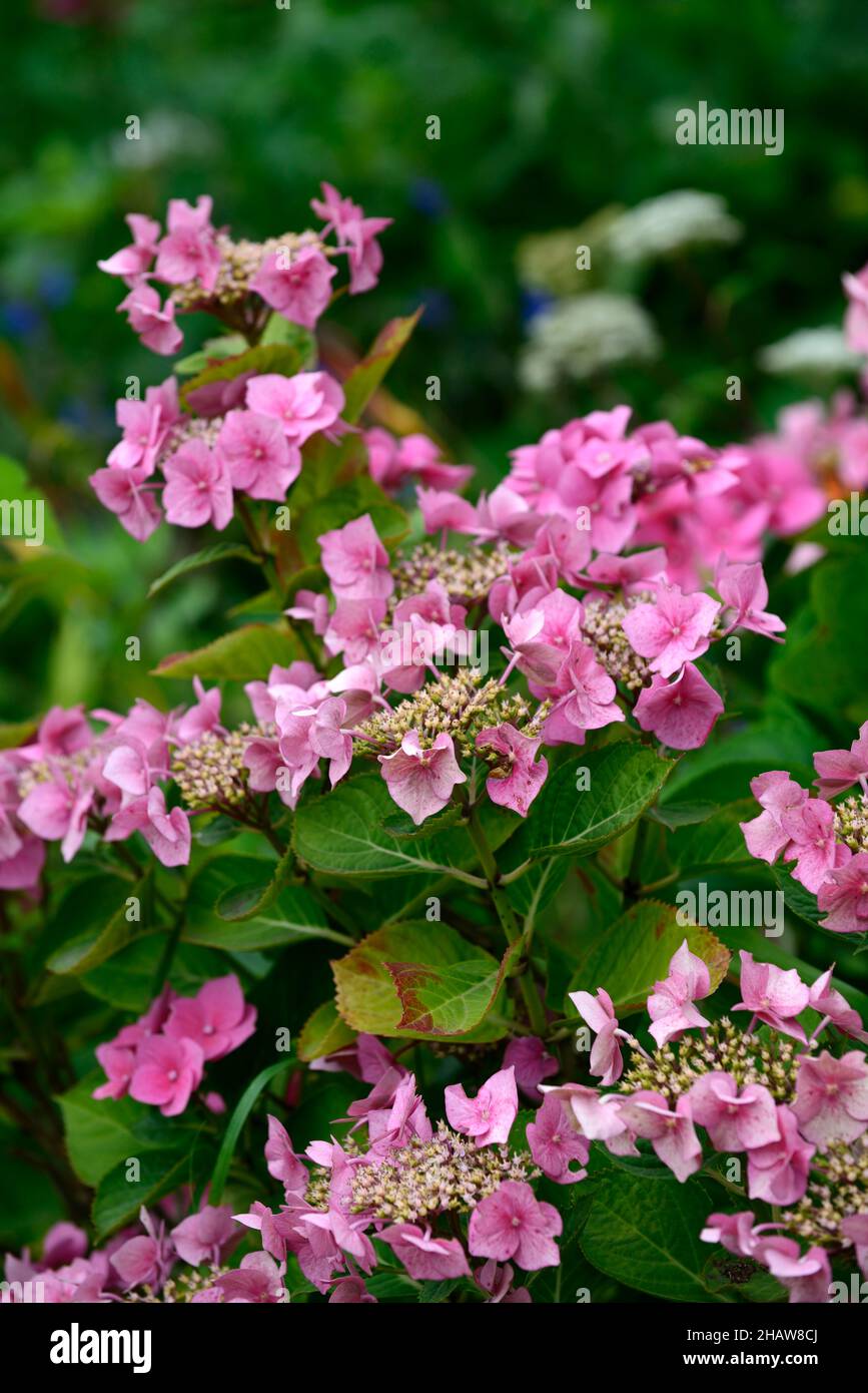 hydrangea macrophylla,lacecap hydrangea,pink flowers,mophead hydrangea,mopheaded,deciduous shrubs,bloom,blossoming,pinkflower,RM Floral Stock Photo