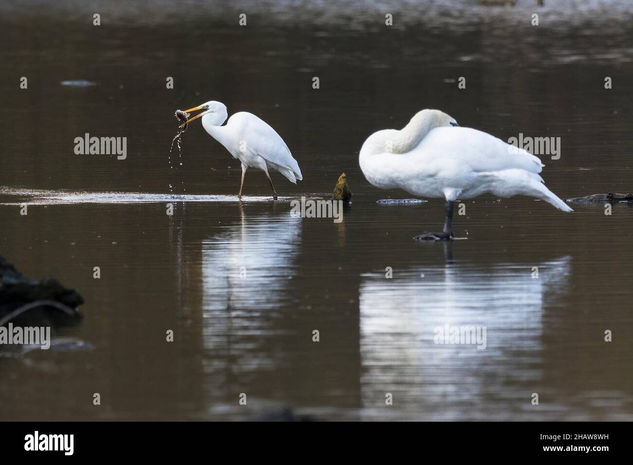 Great egret (Ardea alba), standing in the water with common roach (Rutilus rutilus) in its beak, Hesse, Germany Stock Photo