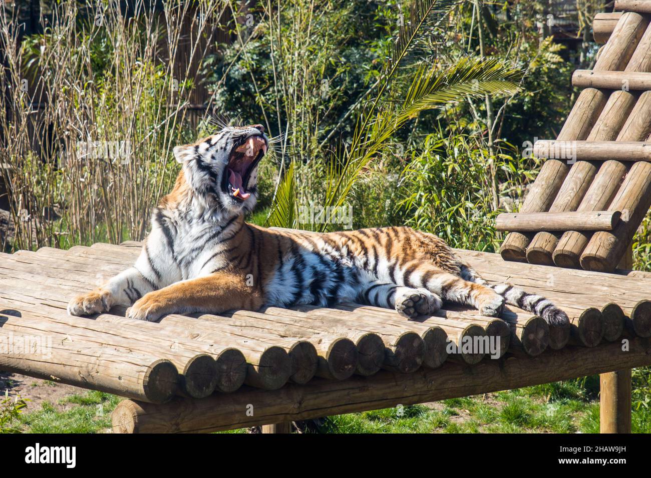 Big tiger with open mouth lying on a wooden platform in the zoo Stock Photo