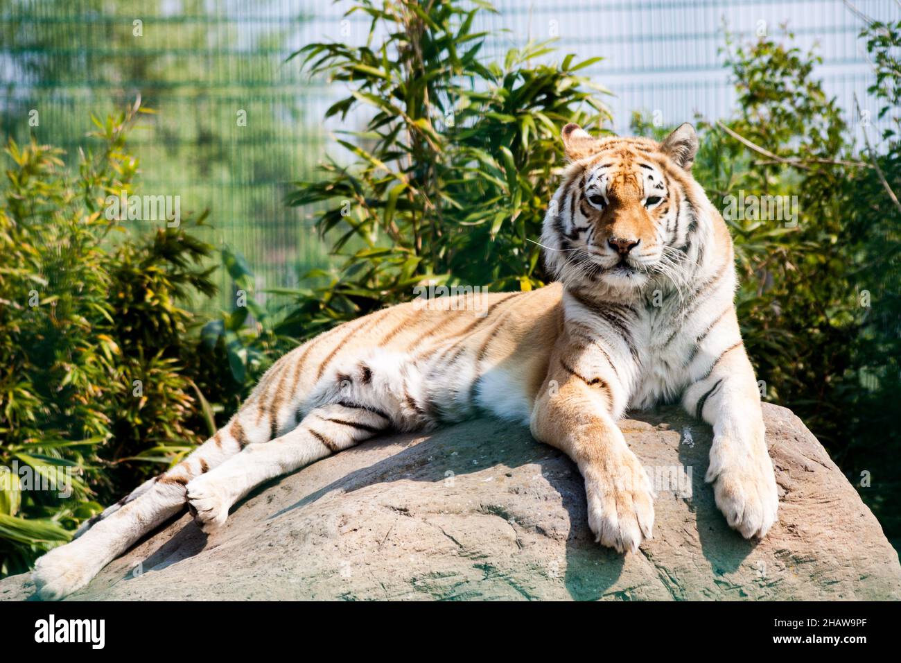 Big tiger lying on a stone in the zoo Stock Photo