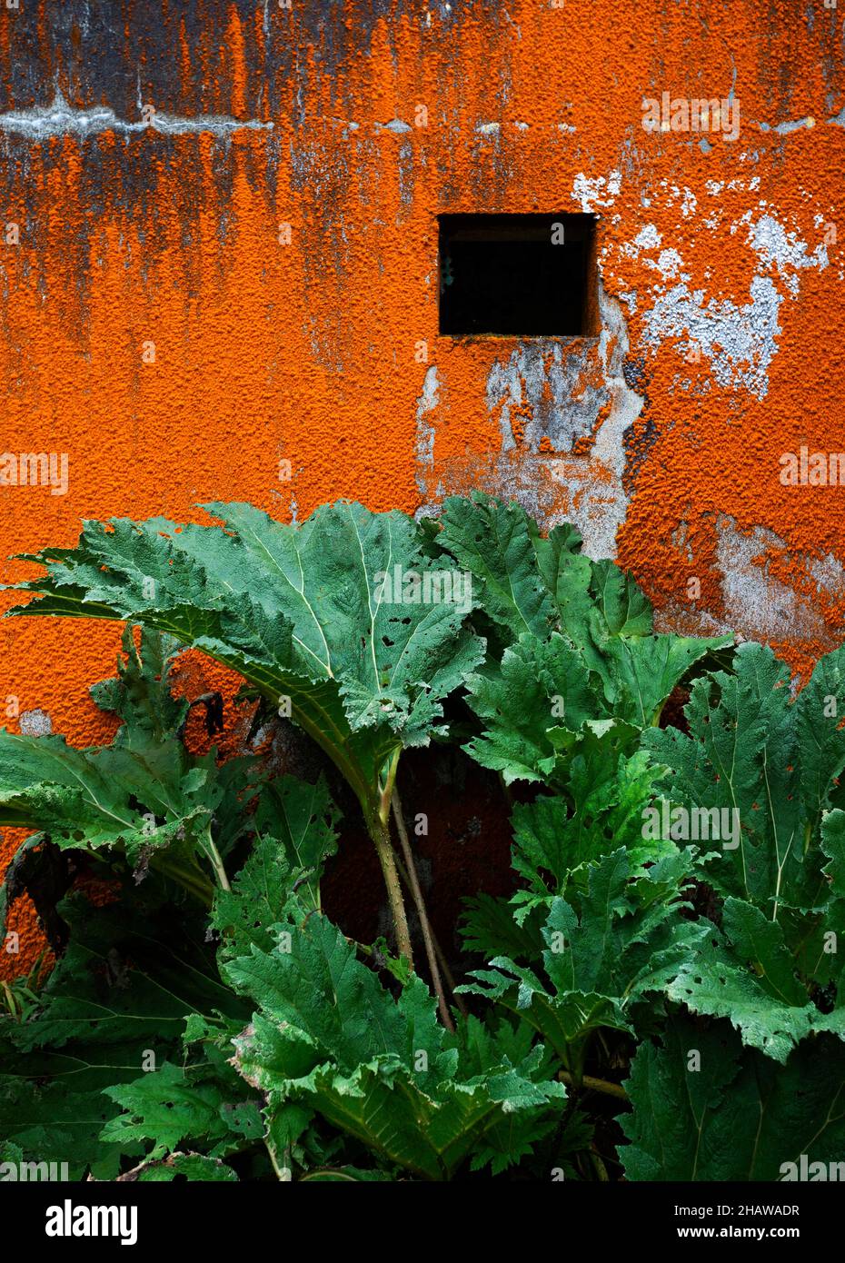 House facade with red algae growth and butterbur (Petasites Hybridus), Sao Miguel Island, Azores, Portugal Stock Photo