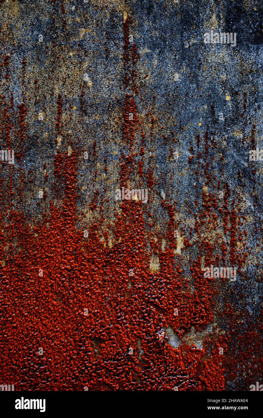 House facade with red algae growth, Sao Miguel Island, Azores, Portugal Stock Photo