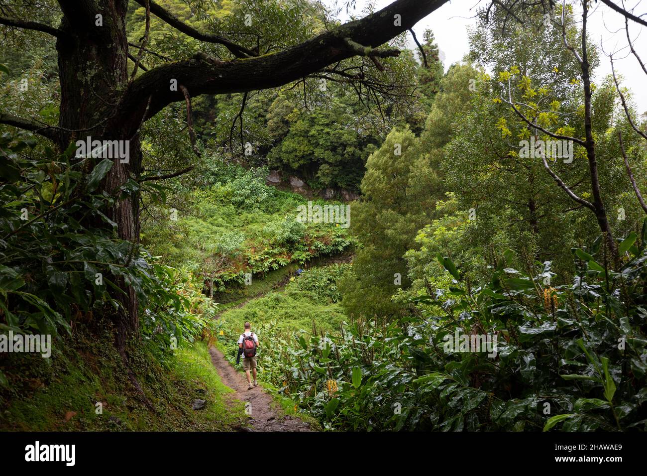 Hikers on the way to the Salto do Prego waterfall past the large-leaved perennials of the butterfly ginger, Faial da Terra, Sao Miguel Island Stock Photo