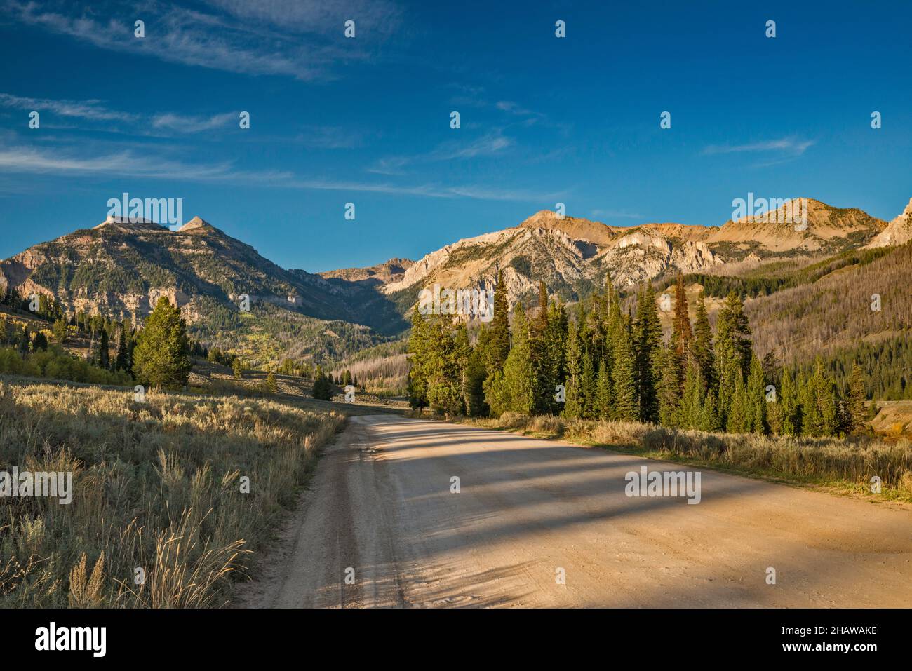 Granite Creek Road, spruce grove, Gros Ventre Range, Bridger Teton National Forest, Wyoming, USA Stock Photo