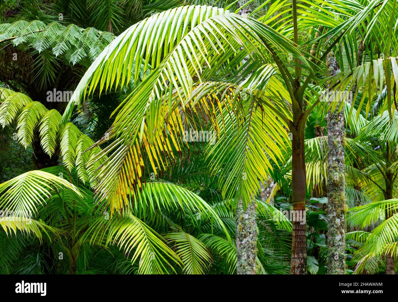 Fern sao miguel azores hi-res stock photography and images - Page 4 - Alamy