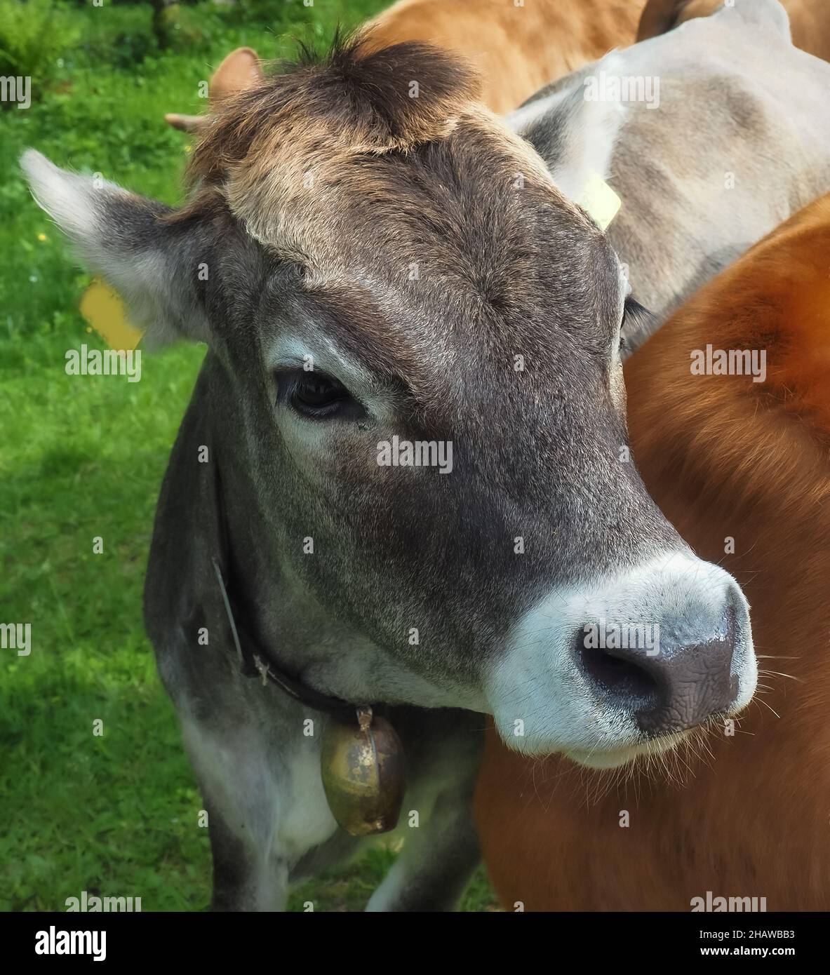 Closeup of a brown cow on the farmland Stock Photo - Alamy