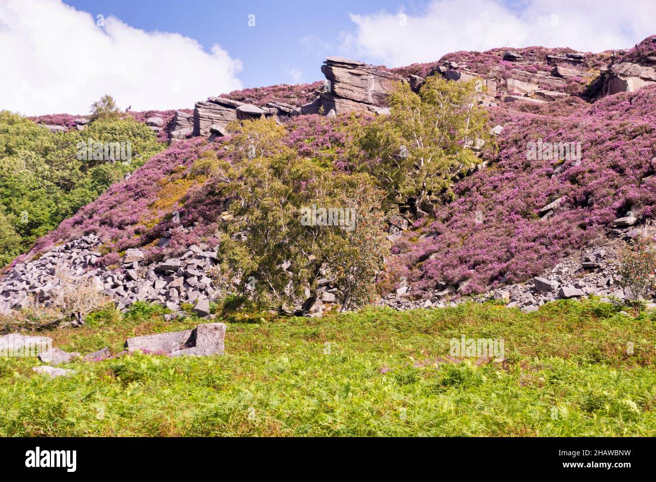 The beautiful Peak District with pink flowering heather on a rock overlooking the moorland landscape Stock Photo