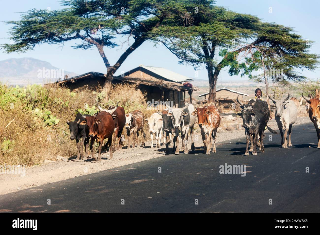 Cow drive, cow, domestic cattle (Bos taurus) road, Sidama, Ethiopia Stock Photo