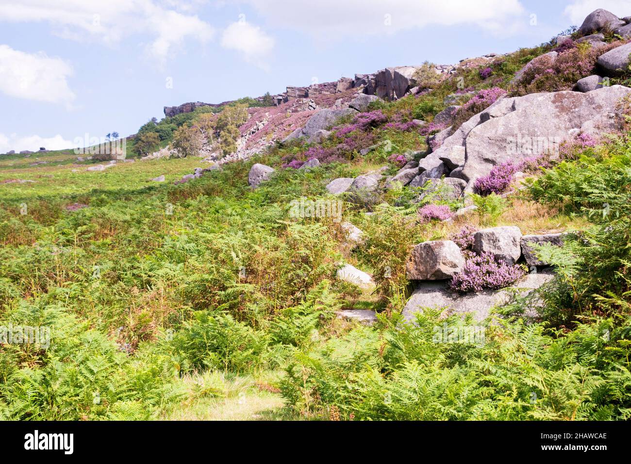The beautiful Peak District with pink flowering heather on a rock overlooking the moorland landscape Stock Photo