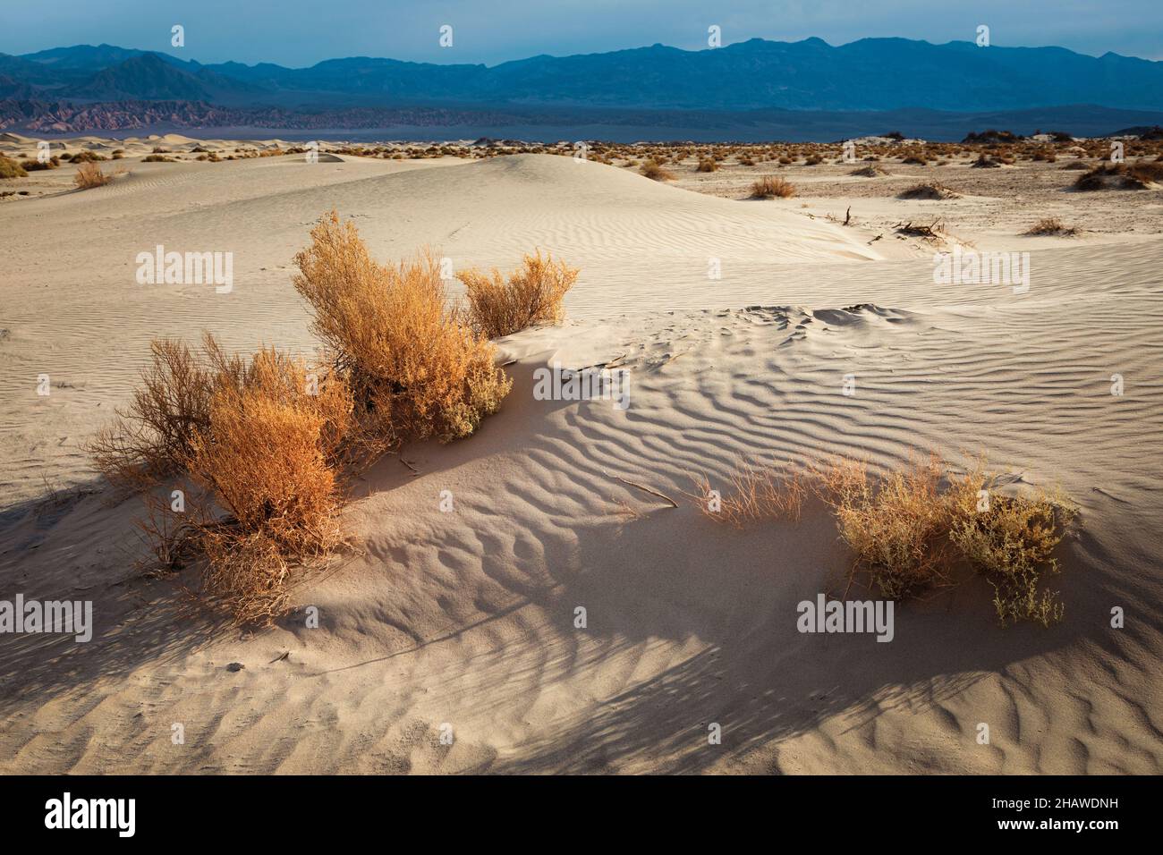 The Mesquite Flat Sand Dunes in Death Valley, California support little life due to the heat and lack of rain. Stock Photo