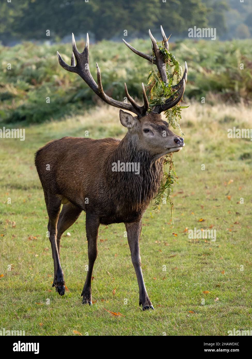 Red Deer Stag Cleaning With Bracken on Antlers Stock Photo Alamy