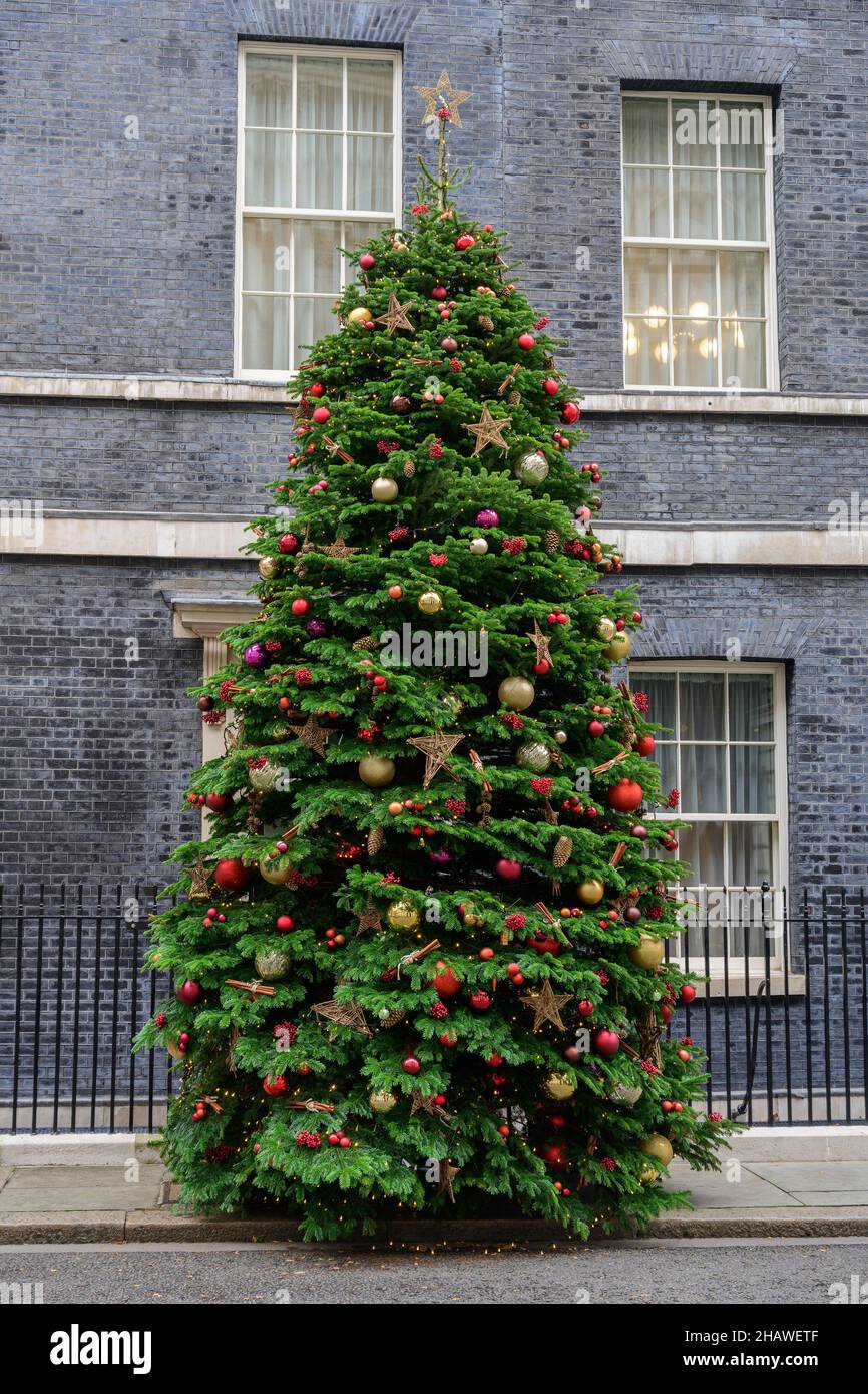 15 December 2021, 10 Downing Street, London, UK. Christmas tree and wreath outside No 10, home of the British Prime Minister Stock Photo