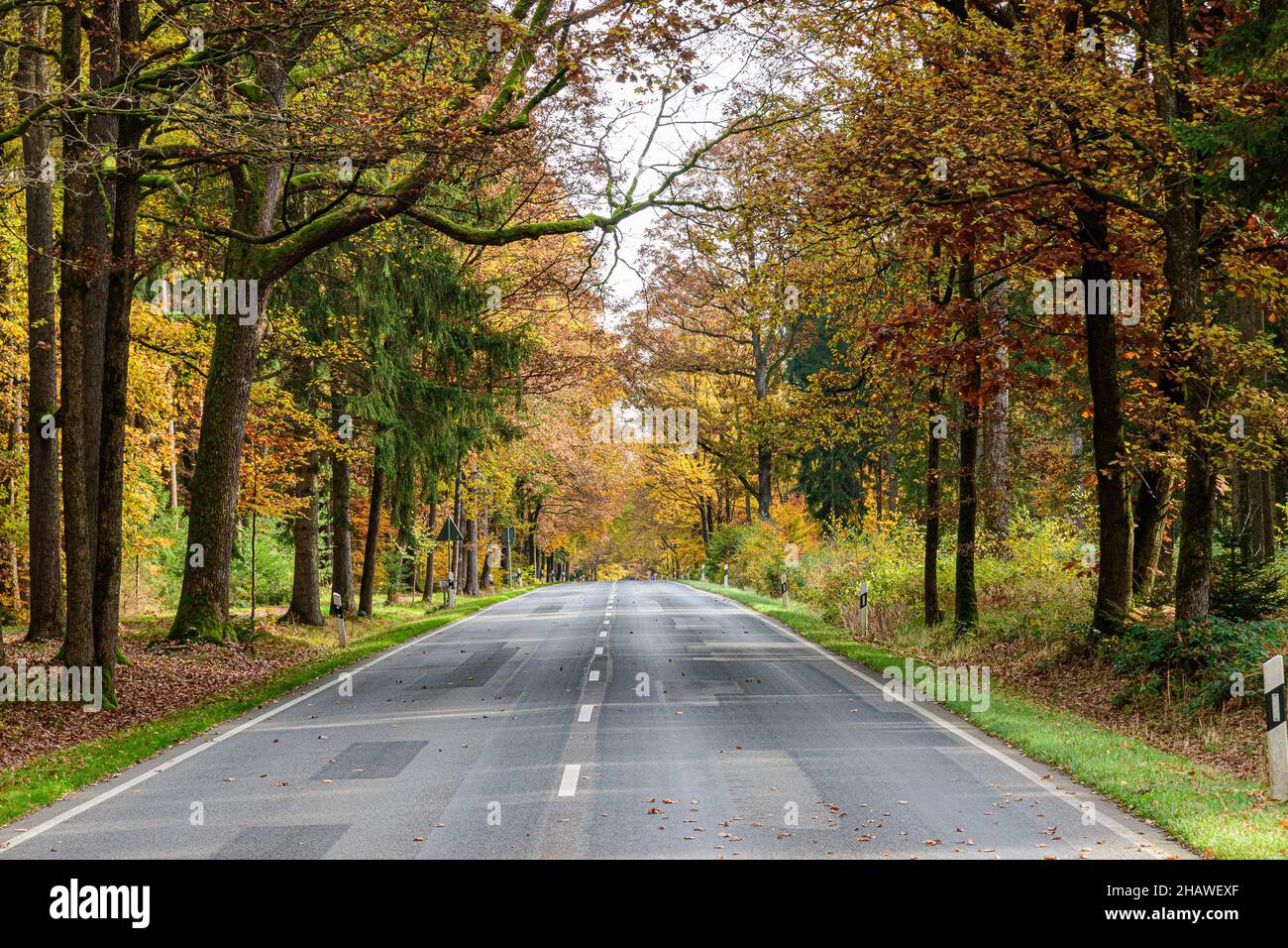 Maple trees leaves line road hi-res stock photography and images - Alamy