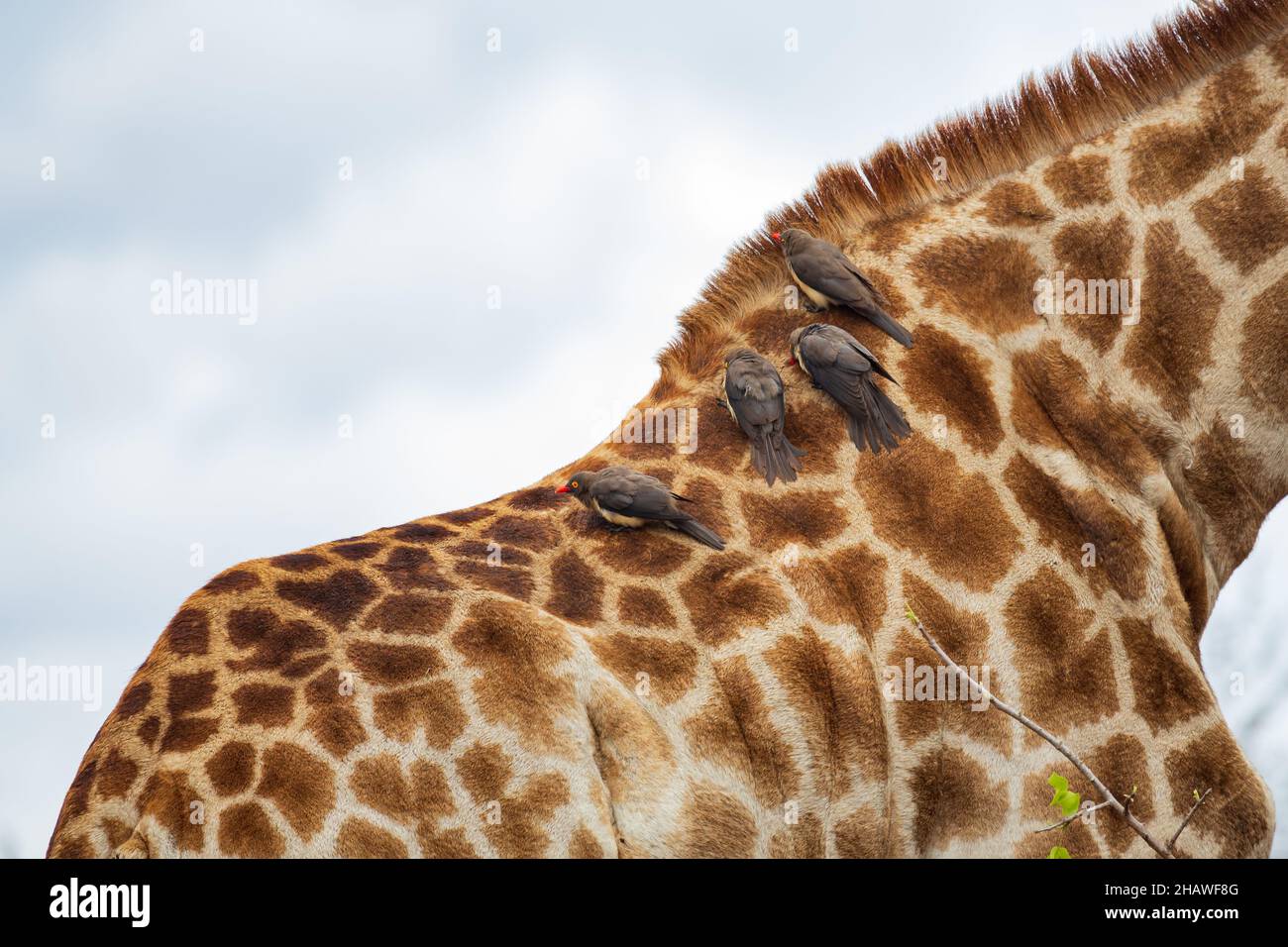 Red-billed oxpeckers Buphagus erythrorynchus on back of a giraffe, Kruger National Park, South Africa Stock Photo