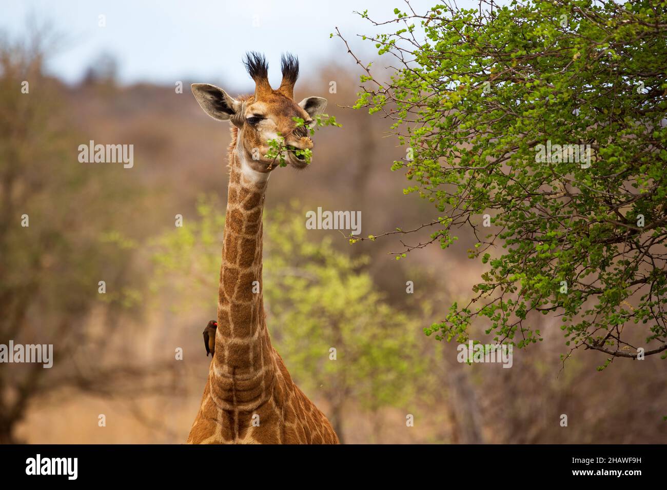 Frontal view of giraffe feeding from a tree, Kruger National Park, South Africa Stock Photo