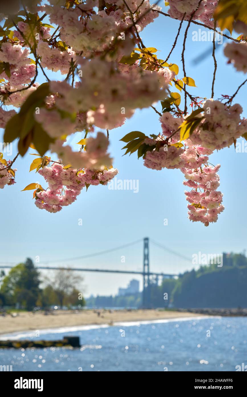 Ambleside Beach Blossoms West Vancouver. Cherry blossoms in Spring at